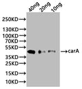 Western Blot
Positive WB detected in: recombinant protein
All lanes:carA Antibody at 1:1000
Secondary
Goat polyclonal to rabbit IgG at 1/20000 dilution
Predicted band size: 44 kDa
Observed band size: 44 kDa