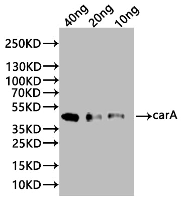 Western Blot
Positive WB detected in: recombinant protein
All lanes:carA Antibody at 1:1000
Secondary
Goat polyclonal to rabbit IgG at 1/20000 dilution
Predicted band size: 44 kDa
Observed band size: 44 kDa