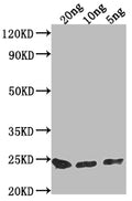 Western Blot
Positive WB detected in Recombinant protein
All lanes: PNCC antibody at 1:2000
Secondary
Goat polyclonal to rabbit IgG at 1/50000 dilution
Predicted band size: 21.7 kDa
Observed band size: 23 kDa