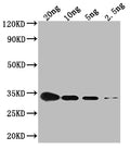 Western Blot
Positive WB detected in Recombinant protein
All lanes: CSPG antibody at 1:2000
Secondary
Goat polyclonal to rabbit IgG at 1/50000 dilution
Predicted band size: 34.4 kDa
Observed band size: 34 kDa