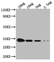 Western Blot
Positive WB detected in Recombinant protein
All lanes: CSPG antibody at 1:2000
Secondary
Goat polyclonal to rabbit IgG at 1/50000 dilution
Predicted band size: 34.4 kDa
Observed band size: 34 kDa