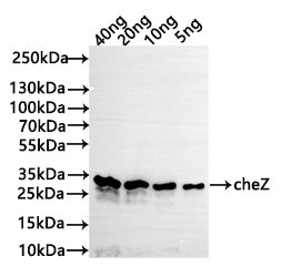 Western Blot
Positive WB detected in: recombinant protein
All lanes: cheZ Antibody at 1:1000
Secondary
Goat polyclonal to rabbit IgG at 1/50000 dilution
Predicted band size: 31 kDa
Observed band size: 31 kDa