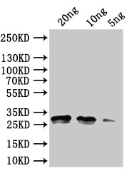 Western Blot
Positive WB detected in: recombinant protein
All lanes:rng Antibody at 1:1000
Secondary
Goat polyclonal to rabbit IgG at 1/50000 dilution
Predicted band size: 30 kDa
Observed band size:30 kDa