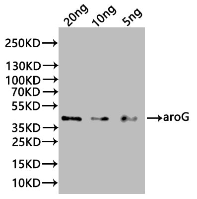 Western Blot
Positive WB detected in: recombinant protein
All lanes:aroG Antibody at 1:1000
Secondary
Goat polyclonal to rabbit IgG at 1/20000 dilution
Predicted band size: 39 kDa
Observed band size:39 kDa