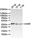 Western Blot
Positive WB detected in: recombinant protein
All lanes:exbB Antibody at 1:1000
Secondary
Goat polyclonal to rabbit IgG at 1/20000 dilution
Predicted band size: 23 kDa
Observed band size: 29 kDa