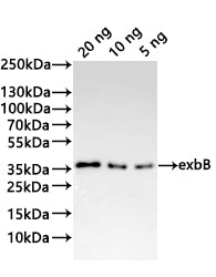 Western Blot
Positive WB detected in: recombinant protein
All lanes:exbB Antibody at 1:1000
Secondary
Goat polyclonal to rabbit IgG at 1/20000 dilution
Predicted band size: 23 kDa
Observed band size: 29 kDa