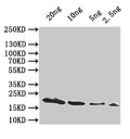 Western Blot
Positive WB detected in: recombinant protein
All lanes:hupA Antibody at 1:1000
Secondary
Goat polyclonal to rabbit IgG at 1/50000 dilution
Predicted band size: 19 kDa
Observed band size: 19 kDa