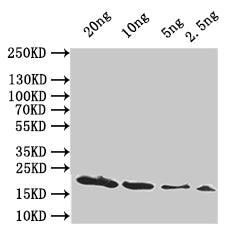 Western Blot
Positive WB detected in: recombinant protein
All lanes:hupA Antibody at 1:1000
Secondary
Goat polyclonal to rabbit IgG at 1/50000 dilution
Predicted band size: 19 kDa
Observed band size: 19 kDa