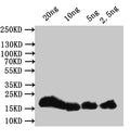 Western Blot
Positive WB detected in: recombinant protein
All lanes:hupB Antibody at 1:1000
Secondary
Goat polyclonal to rabbit IgG at 1/50000 dilution
Predicted band size: 21 kDa
Observed band size: 21 kDa
