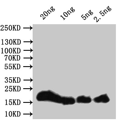 Western Blot
Positive WB detected in: recombinant protein
All lanes:hupB Antibody at 1:1000
Secondary
Goat polyclonal to rabbit IgG at 1/50000 dilution
Predicted band size: 21 kDa
Observed band size: 21 kDa
