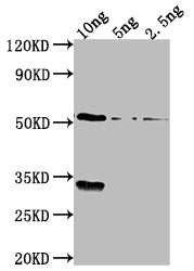 Western Blot
Positive WB detected in Recombinant protein
All lanes: OXYR antibody at 1:2000
Secondary
Goat polyclonal to rabbit IgG at 1/50000 dilution
Predicted band size: 53.6 kDa
Observed band size: 54 kDa