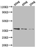 Western Blot
Positive WB detected in Recombinant protein
All lanes: FTSI antibody at 1:2000
Secondary
Goat polyclonal to rabbit IgG at 1/50000 dilution
Predicted band size: 32.4 kDa
Observed band size: 38 kDa