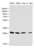 Western Blot
Positive WB detected in Recombinant protein
All lanes: mazF antibody at 1:2000
Secondary
Goat polyclonal to rabbit IgG at 1/50000 dilution
Predicted band size: 29 kDa
Observed band size: 29 kDa