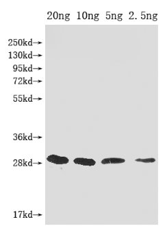 Western Blot
Positive WB detected in Recombinant protein
All lanes: mazF antibody at 1:2000
Secondary
Goat polyclonal to rabbit IgG at 1/50000 dilution
Predicted band size: 29 kDa
Observed band size: 29 kDa