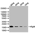 Western Blot
Positive WB detected in: recombinant protein
All lanes:flgM Antibody at 1:1000
Secondary
Goat polyclonal to rabbit IgG at 1/20000 dilution
Predicted band size: 17 kDa
Observed band size: 17 kDa