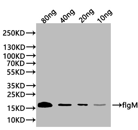 Western Blot
Positive WB detected in: recombinant protein
All lanes:flgM Antibody at 1:1000
Secondary
Goat polyclonal to rabbit IgG at 1/20000 dilution
Predicted band size: 17 kDa
Observed band size: 17 kDa