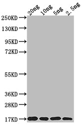 Western Blot
Positive WB detected in Recombinant protein
All lanes: MURJ antibody at 1:2000
Secondary
Goat polyclonal to rabbit IgG at 1/50000 dilution
Predicted band size: 16.8 kDa
Observed band size: 17 kDa