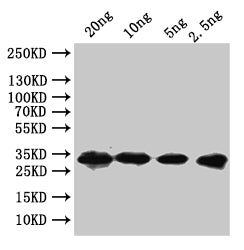 Western Blot
Positive WB detected in: recombinant protein
All lanes:nusGAntibody at 1:1000
Secondary
Goat polyclonal to rabbit IgG at 1/50000 dilution
Predicted band size: 23 kDa
Observed band size: 23 kDa