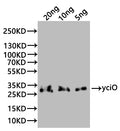 Western Blot
Positive WB detected in: recombinant protein
All lanes:yciO Antibody at 1:1000
Secondary
Goat polyclonal to rabbit IgG at 1/20000 dilution
Predicted band size: 32 kDa
Observed band size: 32 kDa