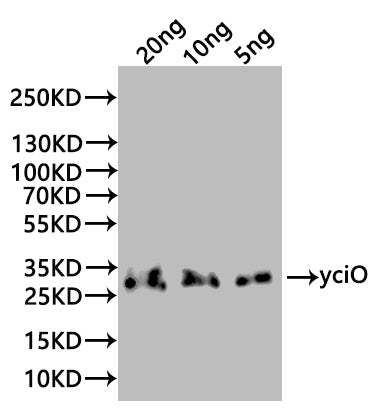 Western Blot
Positive WB detected in: recombinant protein
All lanes:yciO Antibody at 1:1000
Secondary
Goat polyclonal to rabbit IgG at 1/20000 dilution
Predicted band size: 32 kDa
Observed band size: 32 kDa