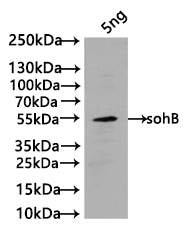 Western Blot
Positive WB detected in: recombinant protein
All lanes:sohB Antibody at 1:1000
Secondary
Goat polyclonal to rabbit IgG at 1/50000 dilution
Predicted band size: 52 kDa
Observed band size: 52 kDa