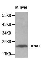Western blot analysis of extracts of mouse liver tissue, using IFNA1 antibody.