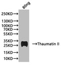 Western Blot
Positive WB detected in: recombinant protein
All lanes:Thaumatin II Antibody at 1:1000
Secondary
Goat polyclonal to rabbit IgG at 1/20000 dilution
Predicted band size: 26.42 kDa
Observed band size: 28 kDa