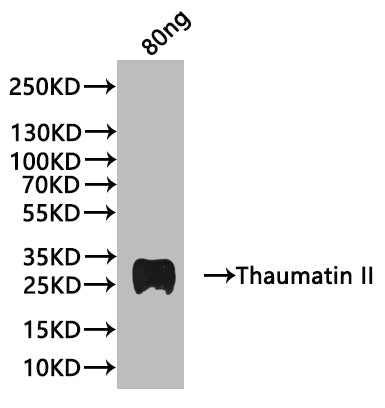 Western Blot
Positive WB detected in: recombinant protein
All lanes:Thaumatin II Antibody at 1:1000
Secondary
Goat polyclonal to rabbit IgG at 1/20000 dilution
Predicted band size: 26.42 kDa
Observed band size: 28 kDa