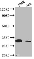 Western Blot
Positive WB detected in Recombinant protein
All lanes: LAMB antibody at 1:2000
Secondary
Goat polyclonal to rabbit IgG at 1/50000 dilution
Predicted band size: 29.8 kDa
Observed band size: 31 kDa