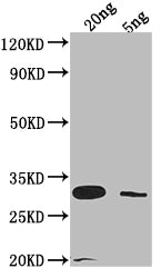 Western Blot
Positive WB detected in Recombinant protein
All lanes: LAMB antibody at 1:2000
Secondary
Goat polyclonal to rabbit IgG at 1/50000 dilution
Predicted band size: 29.8 kDa
Observed band size: 31 kDa