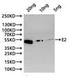 Western Blot
Positive WB detected in: recombinant protein
All lanes:E2 Antibody at 1:1000
Secondary
Goat polyclonal to rabbit IgG at 1/20000 dilution
Predicted band size: 48.8 kDa
Observed band size: 48.8 kDa