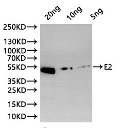 Western Blot
Positive WB detected in: recombinant protein
All lanes:E2 Antibody at 1:1000
Secondary
Goat polyclonal to rabbit IgG at 1/20000 dilution
Predicted band size: 48.8 kDa
Observed band size: 48.8 kDa