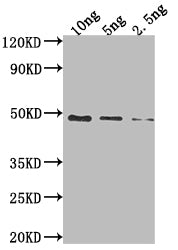 Western Blot
Positive WB detected in Recombinant protein
All lanes: DBP antibody at 1:2000
Secondary
Goat polyclonal to rabbit IgG at 1/50000 dilution
Predicted band size: 43.5 kDa
Observed band size: 49 kDa