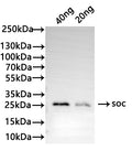 Western Blot
Positive WB detected in: recombinant protein
All lanes: soc Antibody at 1:1000
Secondary
Goat polyclonal to rabbit IgG at 1/50000 dilution
Predicted band size: 22 kDa
Observed band size: 27 kDa
