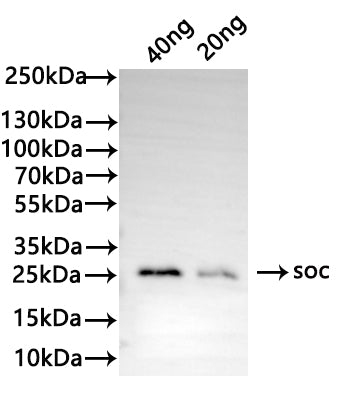Western Blot
Positive WB detected in: recombinant protein
All lanes: soc Antibody at 1:1000
Secondary
Goat polyclonal to rabbit IgG at 1/50000 dilution
Predicted band size: 22 kDa
Observed band size: 27 kDa