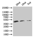 Western Blot
Positive WB detected in: recombinant protein
All lanes:VACWR106 Antibody at 1:1000
Secondary
Goat polyclonal to rabbit IgG at 1/50000 dilution
Predicted band size: 40.2 kDa
Observed band size: 41 kDa