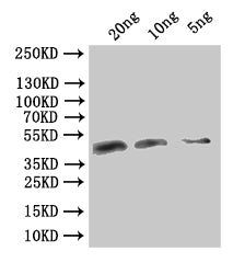 Western Blot
Positive WB detected in: recombinant protein
All lanes:VACWR106 Antibody at 1:1000
Secondary
Goat polyclonal to rabbit IgG at 1/50000 dilution
Predicted band size: 40.2 kDa
Observed band size: 41 kDa