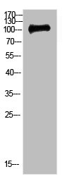 Western Blot analysis of 3T3 cells using Antibody diluted at 500. Secondary antibody  was diluted at 1:20000