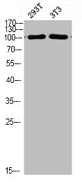 Western Blot analysis of 293T 3T3 cells using PI 3 Kinase Class 3 Polyclonal Antibody diluted at 1:1500. Secondary antibody  was diluted at 1:20000