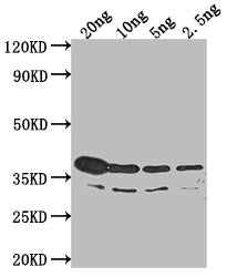 Western Blot
Positive WB detected in Recombinant protein
All lanes: btuB antibody at 1:2000
Secondary
Goat polyclonal to rabbit IgG at 1/50000 dilution
Predicted band size: 36.3 kDa
Observed band size: 42 kDa
