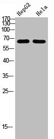 Western Blot analysis of HEPG2 Hela cells using NOP56 Polyclonal Antibody diluted at 1:1000. Secondary antibody  was diluted at 1:20000
