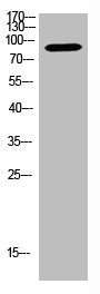Western Blot analysis of mouse-kidney cells using Antibody diluted at 1000