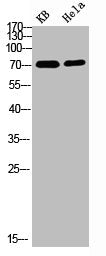 Western blot analysis of 293T VEC lysate, antibody was diluted at 500. Secondary antibody  was diluted at 1:20000