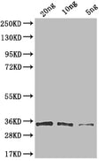 Western Blot
Positive WB detected in: recombinant protein
All lanes: G Antibody at 1:1000
Secondary
Goat polyclonal to rabbit IgG at 1/50000 dilution
Predicted band size: 35 kDa
Observed band size: 35 kDa