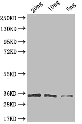 Western Blot
Positive WB detected in: recombinant protein
All lanes: G Antibody at 1:1000
Secondary
Goat polyclonal to rabbit IgG at 1/50000 dilution
Predicted band size: 35 kDa
Observed band size: 35 kDa