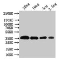 Western Blot
Positive WB detected in: recombinant protein
All lanes:Outer capsid glycoprotein VP7 Antibody at 1:1000
Secondary
Goat polyclonal to rabbit IgG at 1/50000 dilution
Predicted band size: 36 kDa
Observed band size: 36 kDa