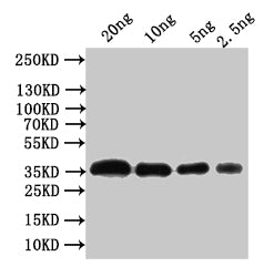 Western Blot
Positive WB detected in: recombinant protein
All lanes:Outer capsid glycoprotein VP7 Antibody at 1:1000
Secondary
Goat polyclonal to rabbit IgG at 1/50000 dilution
Predicted band size: 36 kDa
Observed band size: 36 kDa