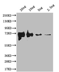 Western Blot
Positive WB detected in Recombinant protein
All lanes: fliC antibody at 1:2000
Secondary
Goat polyclonal to rabbit IgG at 1/50000 dilution
Predicted band size: 67.3 kDa
Observed band size: 68 kDa