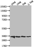 Western Blot
Positive WB detected in Recombinant protein
All lanes: csn antibody at 1:2000
Secondary
Goat polyclonal to rabbit IgG at 1/50000 dilution
Predicted band size: 33.4 kDa
Observed band size: 35 kDa