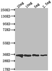 Western Blot
Positive WB detected in Recombinant protein
All lanes: csn antibody at 1:2000
Secondary
Goat polyclonal to rabbit IgG at 1/50000 dilution
Predicted band size: 33.4 kDa
Observed band size: 35 kDa